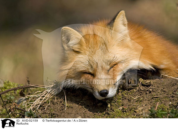 Rotfuchs / AVD-02159