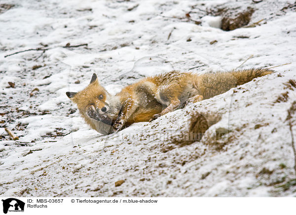 Rotfuchs / red fox / MBS-03657
