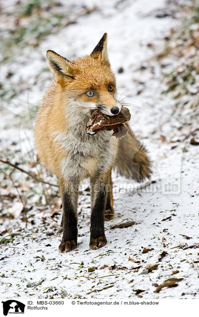 Rotfuchs / red fox / MBS-03660