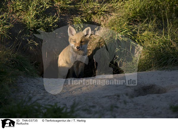 Rotfuchs / red fox / THA-03735
