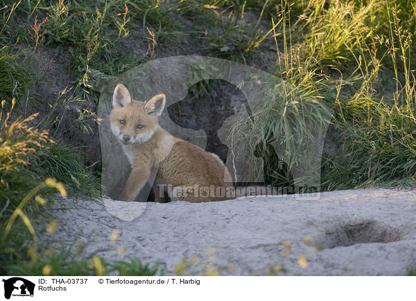 Rotfuchs / red fox / THA-03737