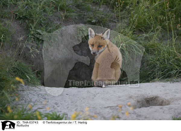 Rotfuchs / red fox / THA-03743