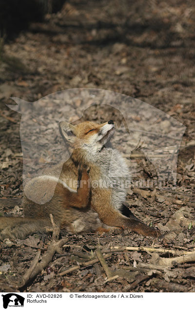 Rotfuchs / red fox / AVD-02826