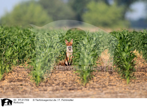 Rotfuchs / red fox / FF-01769