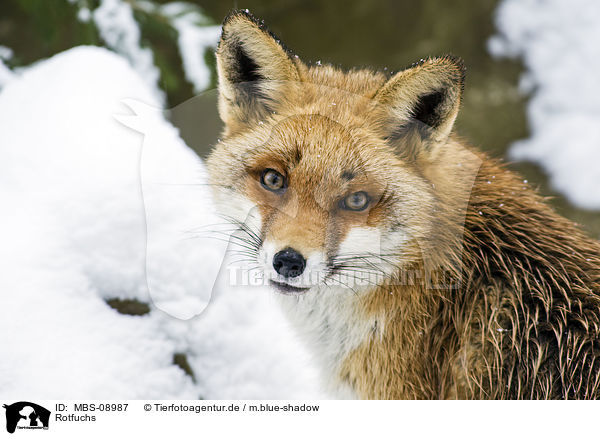 Rotfuchs / red fox / MBS-08987