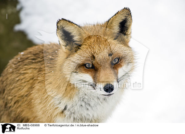 Rotfuchs / red fox / MBS-08988