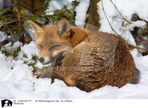 Rotfuchs / red fox / AVD-03177