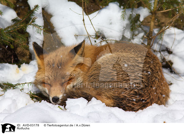 Rotfuchs / red fox / AVD-03178