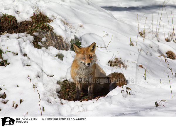 Rotfuchs / red fox / AVD-03189