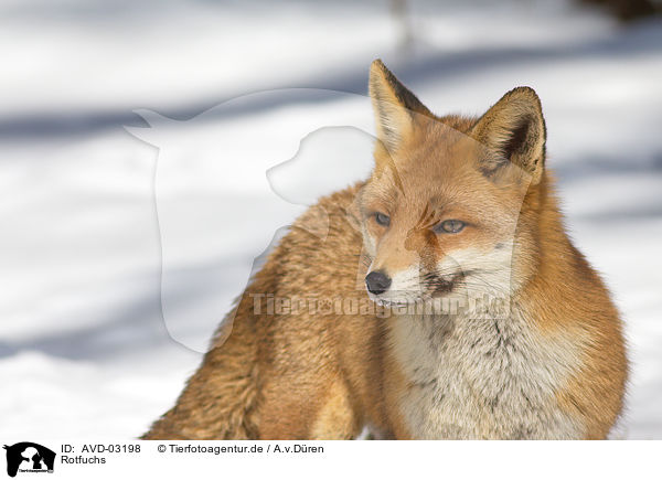 Rotfuchs / red fox / AVD-03198