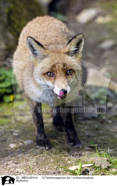 Rotfuchs / red fox / MBS-09314