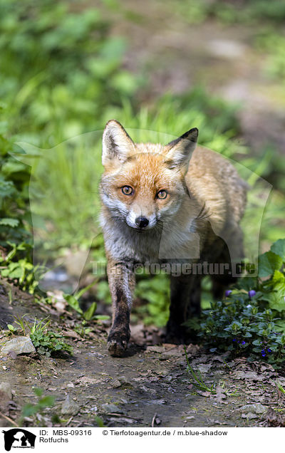 Rotfuchs / red fox / MBS-09316