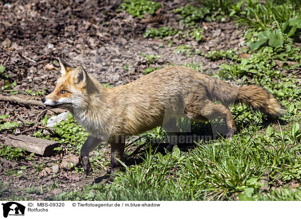 Rotfuchs / red fox / MBS-09320