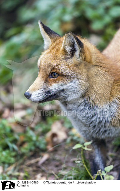 Rotfuchs / red fox / MBS-10580