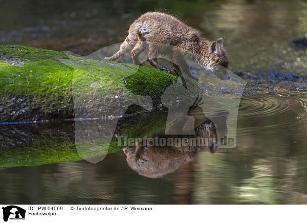 Fuchswelpe / cub / PW-04069