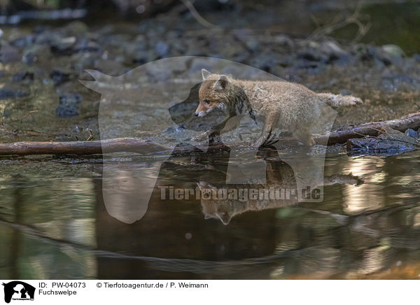 Fuchswelpe / cub / PW-04073