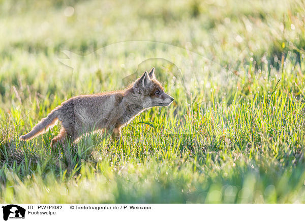 Fuchswelpe / cub / PW-04082