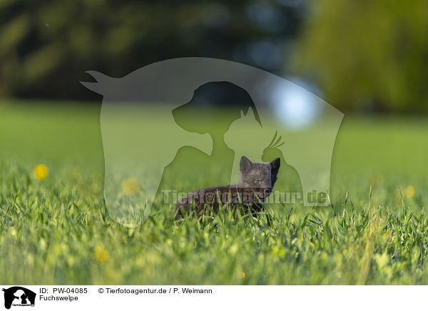 Fuchswelpe / cub / PW-04085