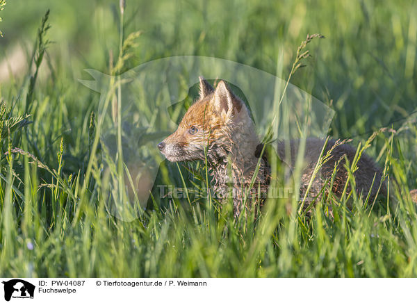 Fuchswelpe / cub / PW-04087