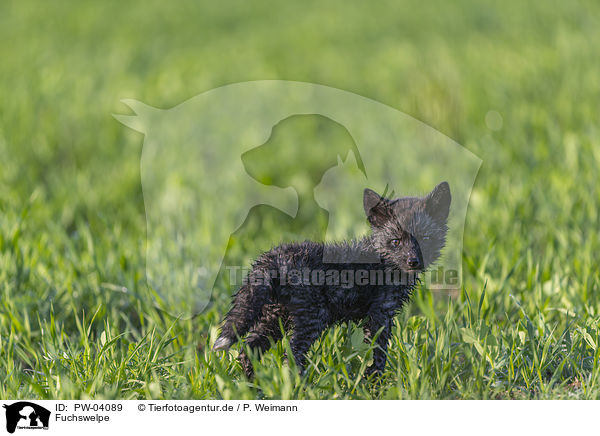 Fuchswelpe / cub / PW-04089