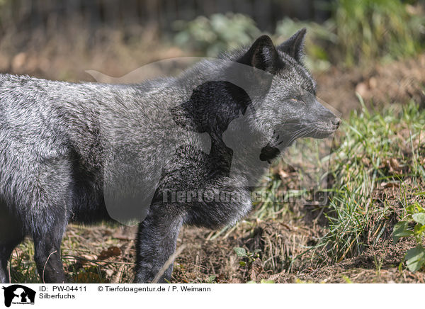 Silberfuchs / silver fox / PW-04411