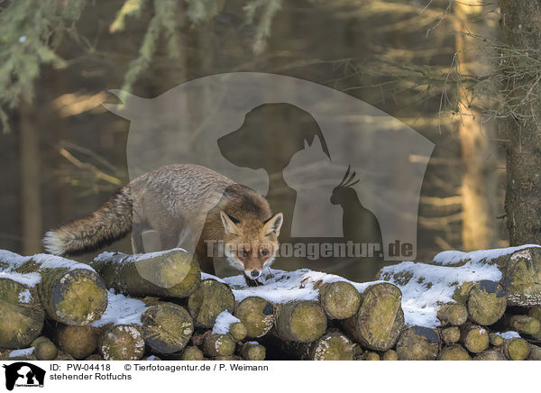 stehender Rotfuchs / standing red fox / PW-04418