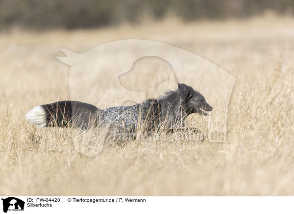 Silberfuchs / silver fox / PW-04428