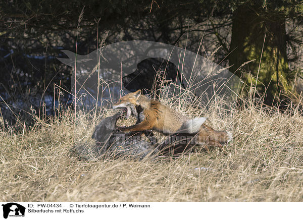 Silberfuchs mit Rotfuchs / silver fox with red fox / PW-04434