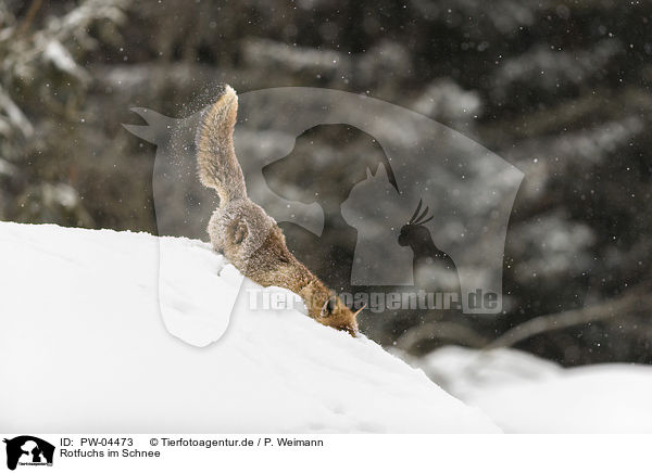 Rotfuchs im Schnee / red fox in the snow / PW-04473