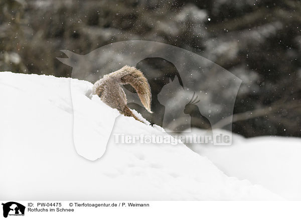 Rotfuchs im Schnee / PW-04475