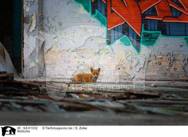 Rotfuchs / red fox / SZ-01332