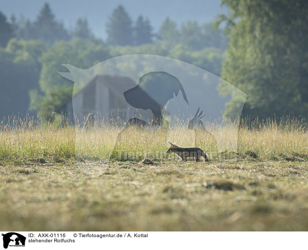 stehender Rotfuchs / standing Red Fox / AXK-01116