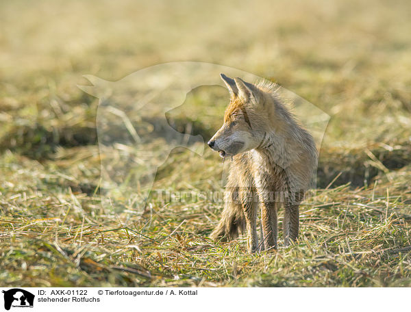 stehender Rotfuchs / standing Red Fox / AXK-01122
