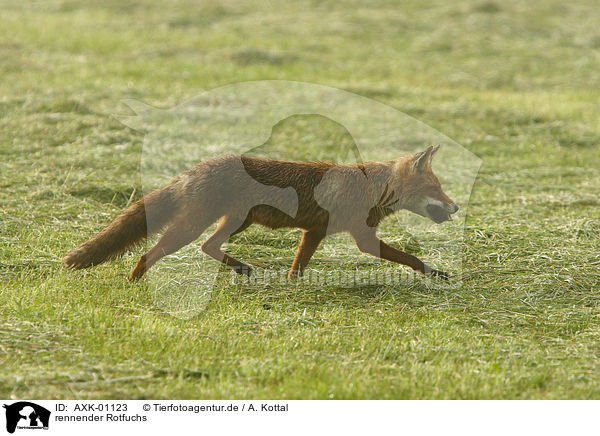 rennender Rotfuchs / running Red Fox / AXK-01123