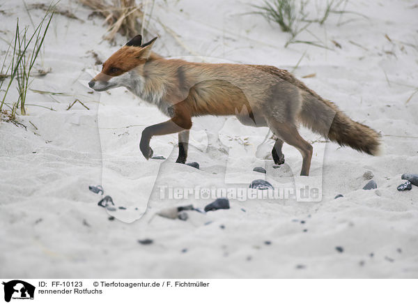 rennender Rotfuchs / running Red Fox / FF-10123