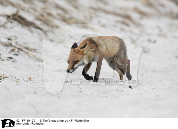 rennender Rotfuchs / running Red Fox / FF-10129