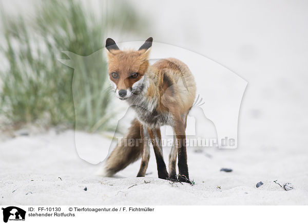 stehender Rotfuchs / standing Red Fox / FF-10130