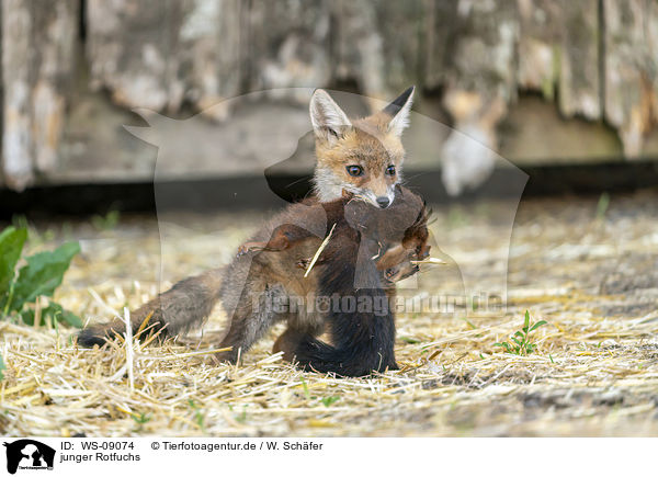 junger Rotfuchs / young red fox / WS-09074