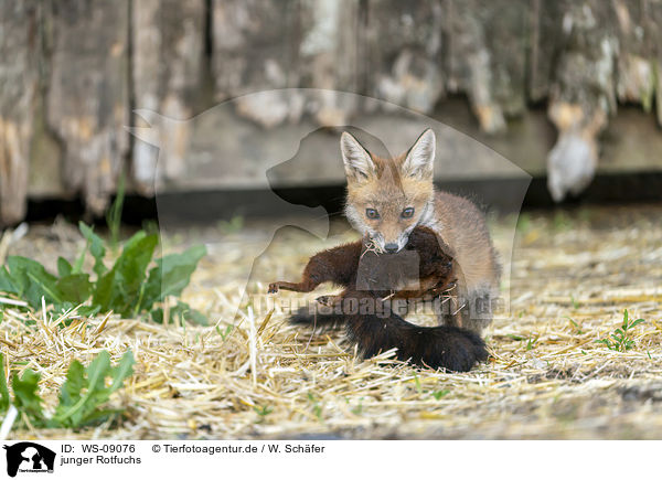 junger Rotfuchs / young red fox / WS-09076