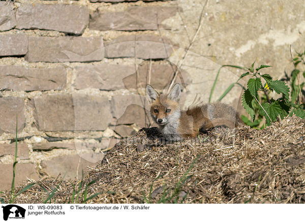 junger Rotfuchs / young red fox / WS-09083