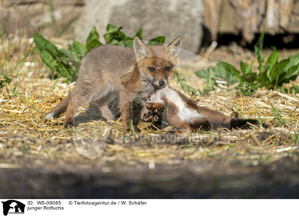 junger Rotfuchs / young red fox / WS-09085
