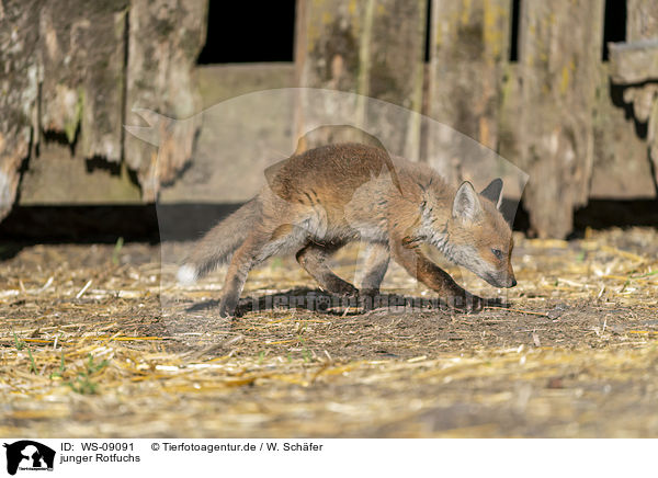 junger Rotfuchs / young red fox / WS-09091