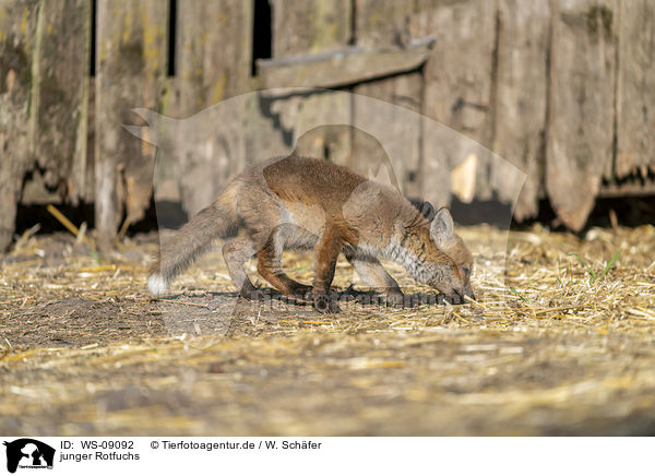 junger Rotfuchs / young red fox / WS-09092