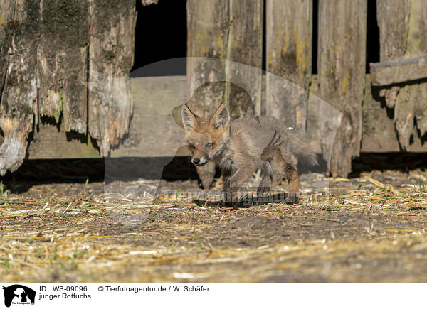 junger Rotfuchs / young red fox / WS-09096