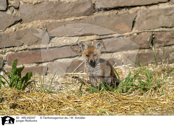junger Rotfuchs / young red fox / WS-09097