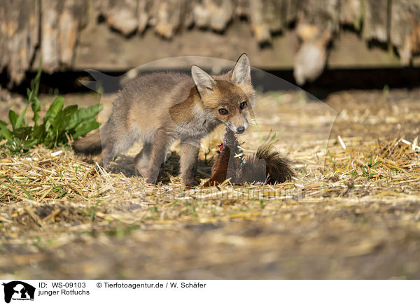 junger Rotfuchs / young red fox / WS-09103