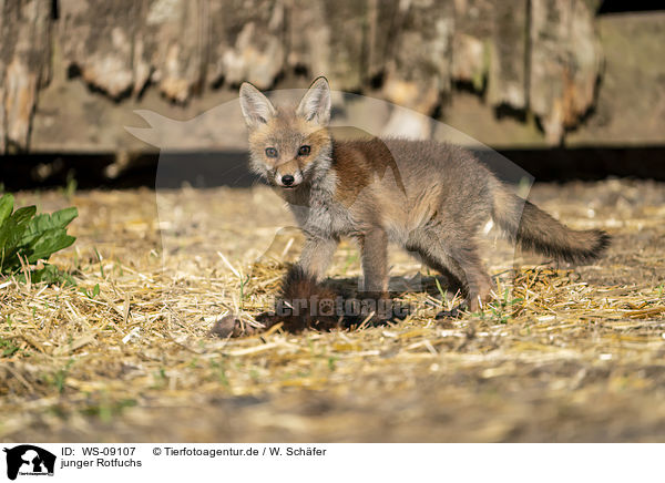 junger Rotfuchs / young red fox / WS-09107
