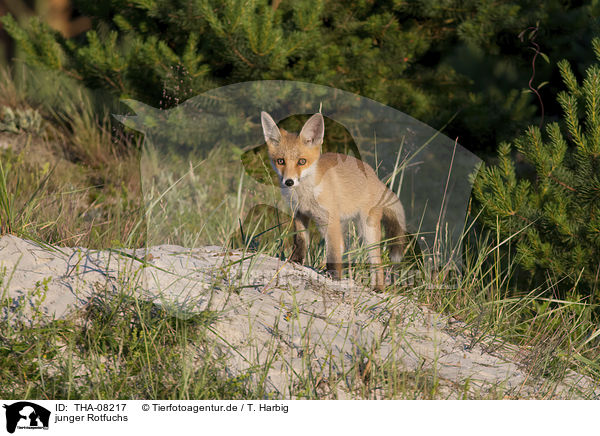 junger Rotfuchs / young Red Fox / THA-08217