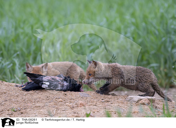 junge Rotfchse / young Red Foxes / THA-08261