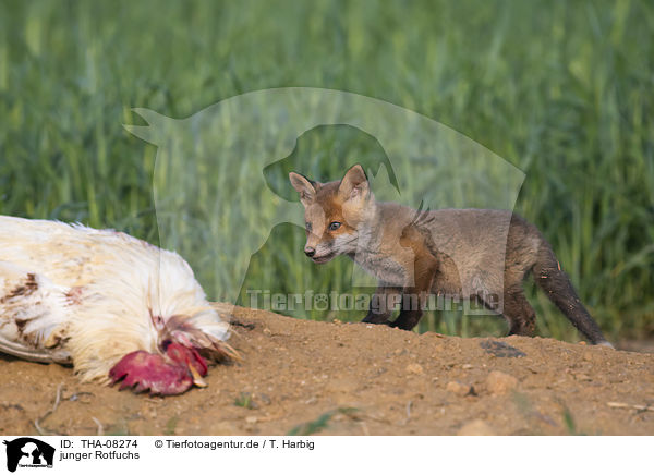 junger Rotfuchs / young Red Fox / THA-08274